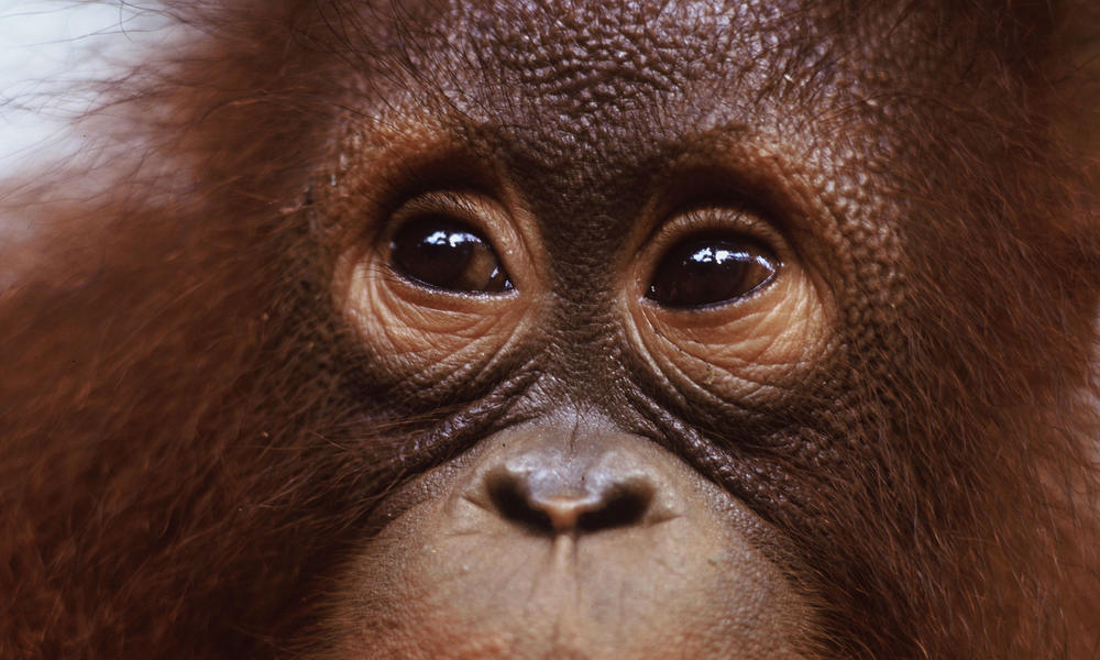 Borneo and Sumatra - Orangutan