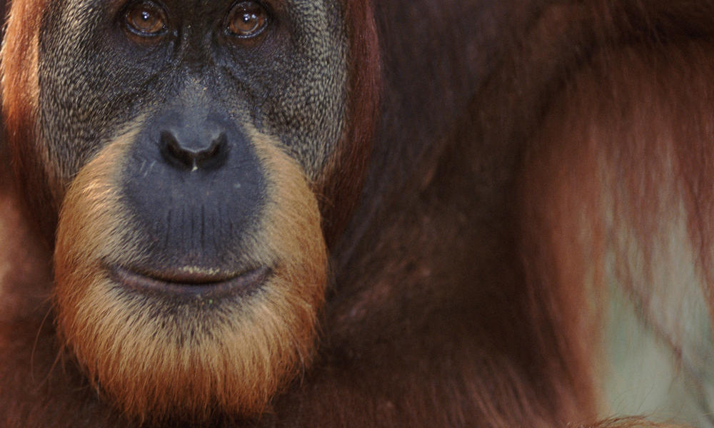 Sumatran Orangutan