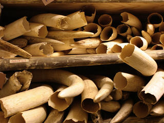 Wildlife trade threats what wwf is doing small image 115054