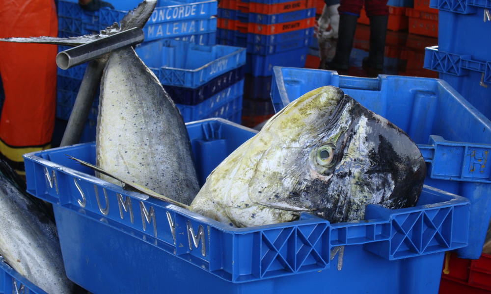 Conserving the Future of Mahi Mahi in Peru Stories WWF