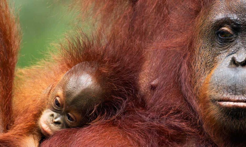 Bornean Orangutans | Photos | WWF