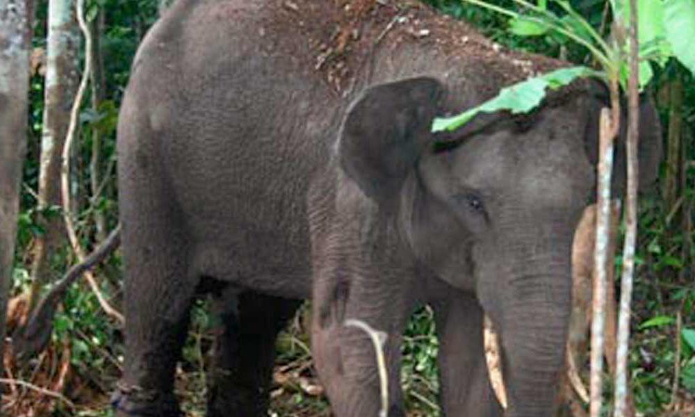 Sumatran Elephant | Photos | WWF