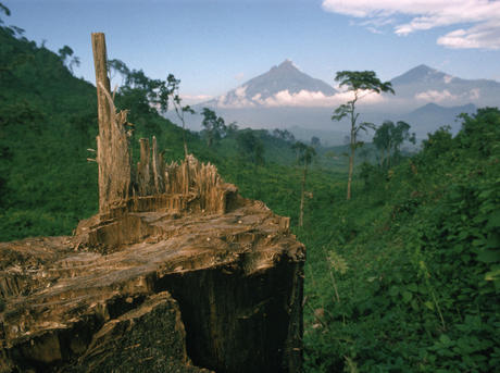 Deforestation for fuel by Hutu refugees