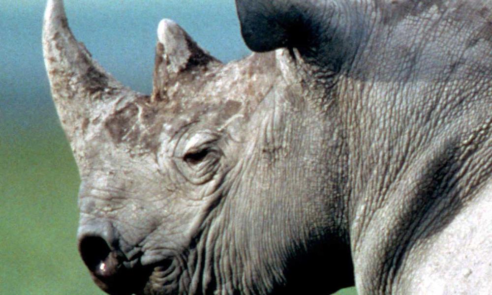 Black Rhino