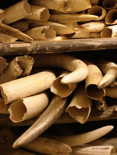 Stack of confiscated ivory