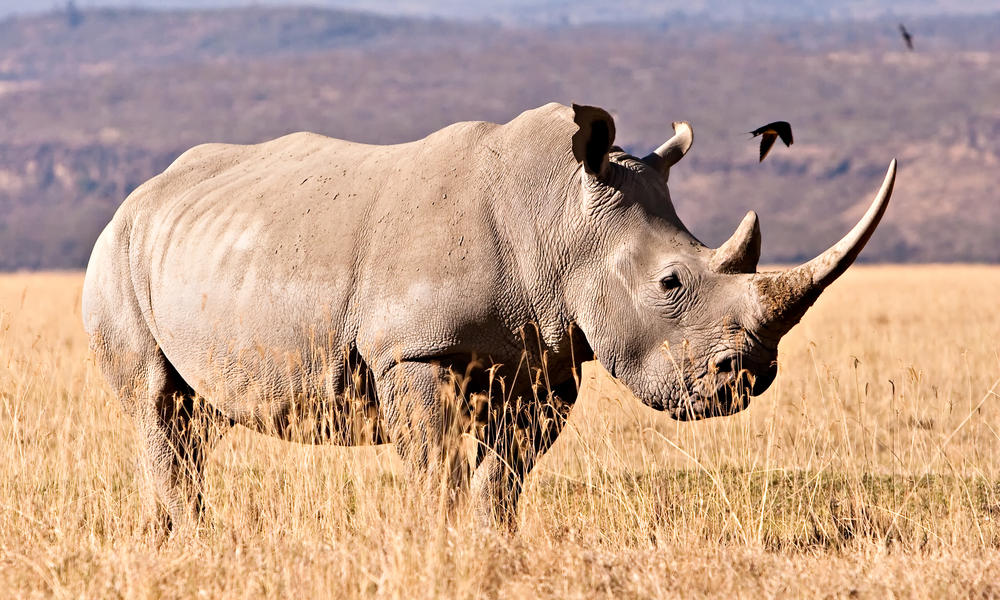 White Rhino | Photos | WWF