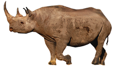   Rhino -  9