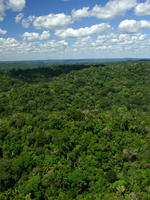 Forest Cover, Brazil
