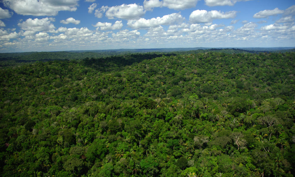 Forest Cover, Brazil | Photos | WWF