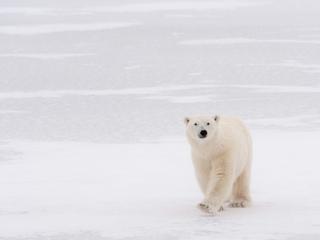 polar bear walks toward camera