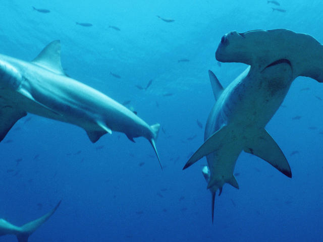 hammerhead sharks