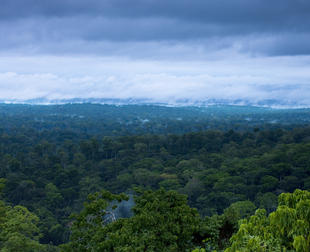 cameroon forest