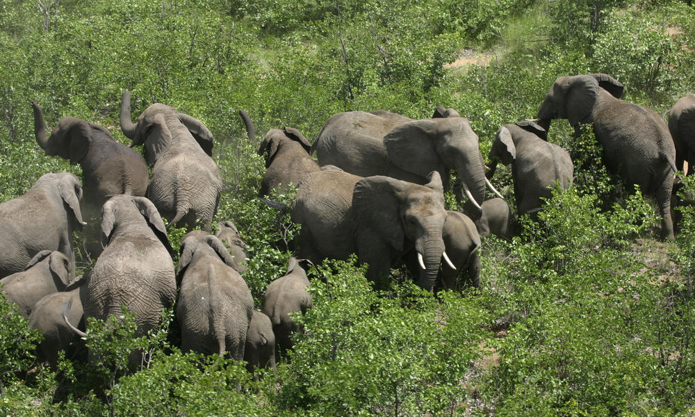 Elephant_Herd_07.30.2012_Threats | Photos | WWF