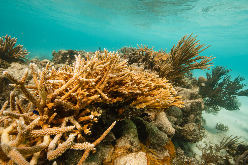 How Does Climate Change Affect Coral Reefs?, Magazine Articles