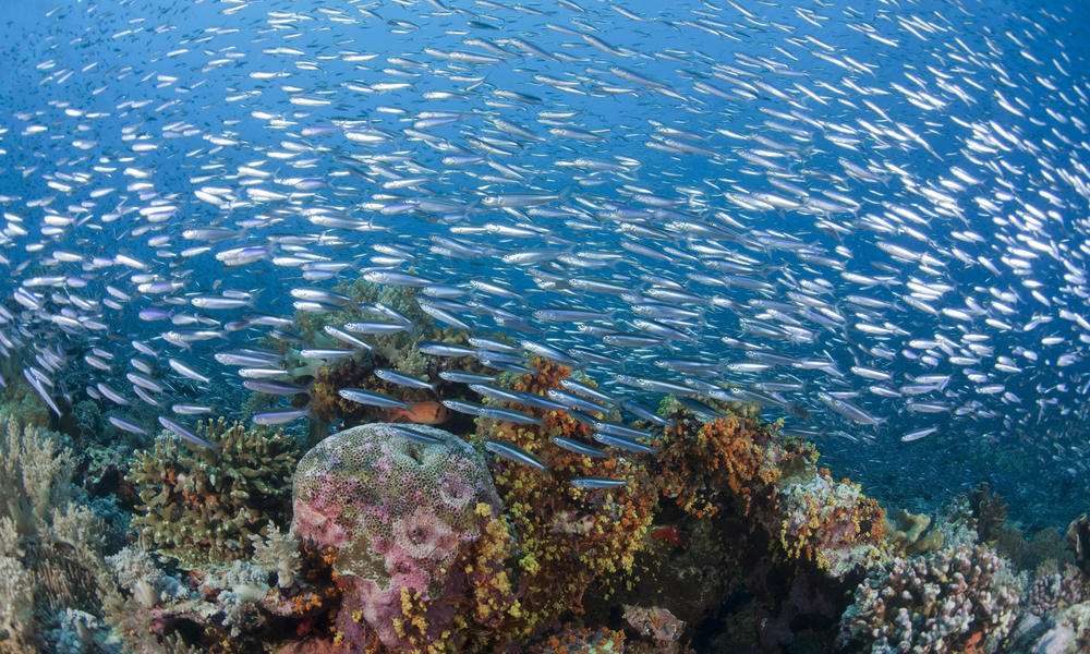 Coral Triangle