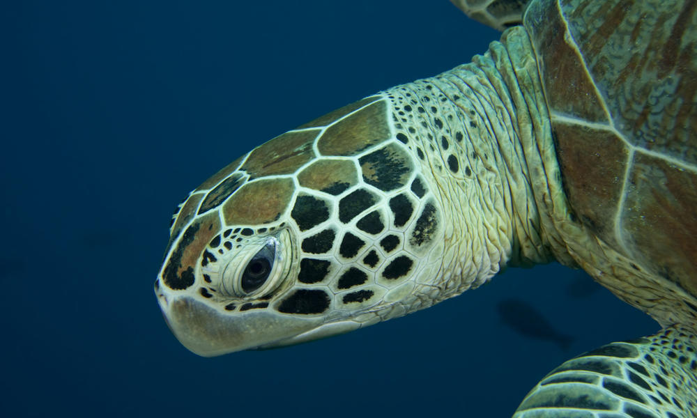 Coral Triangle