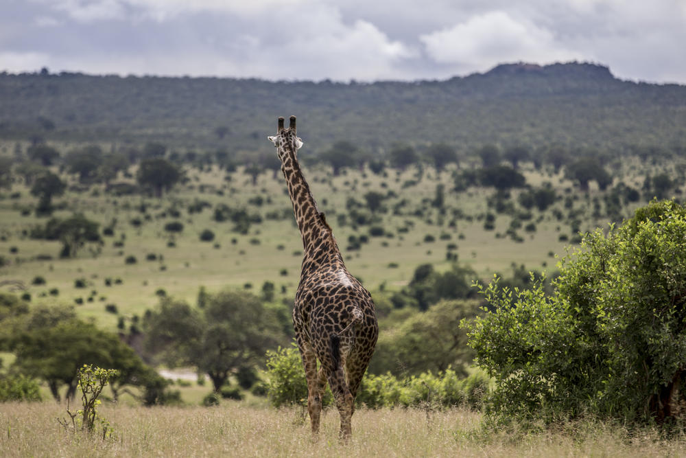 Masai giraffe in Tanzania