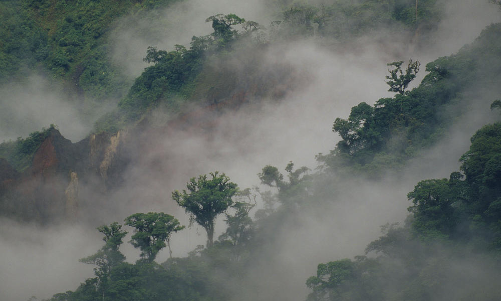 Forest in Ecuador
