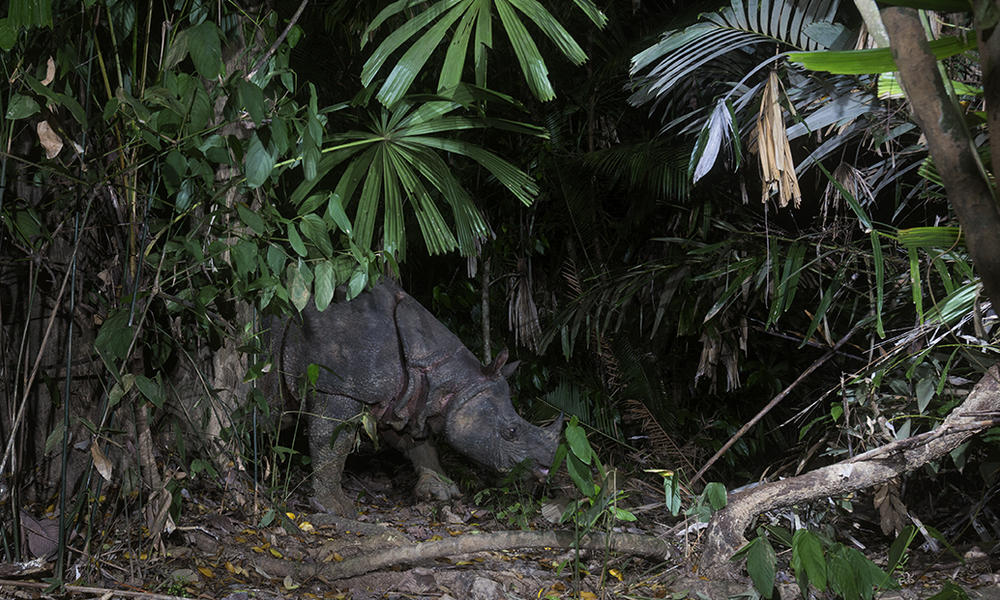 Java Wild Animals Java Wildlife