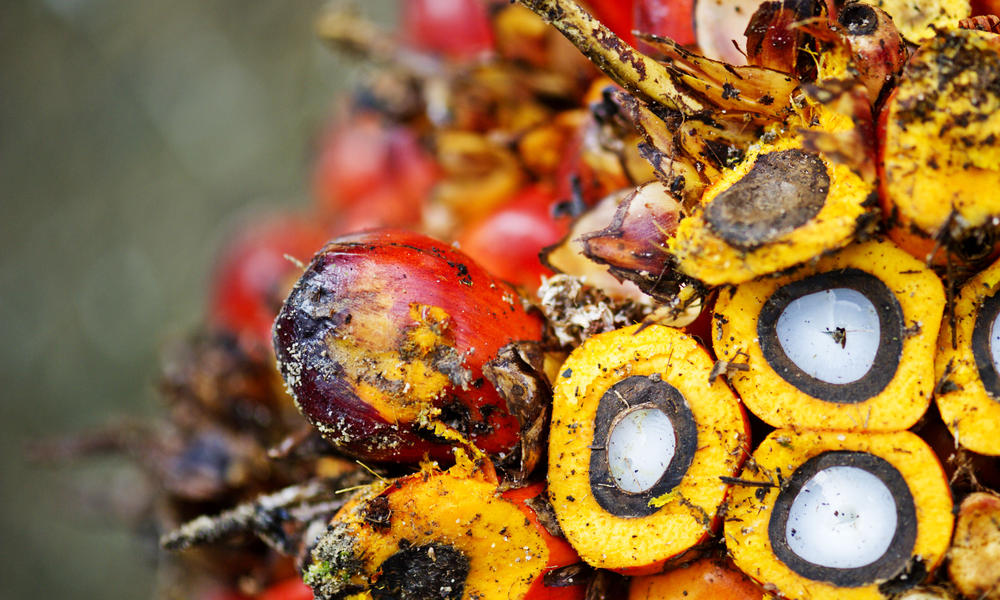 Close-up of palm fruit, Sumatra, Indonesia
