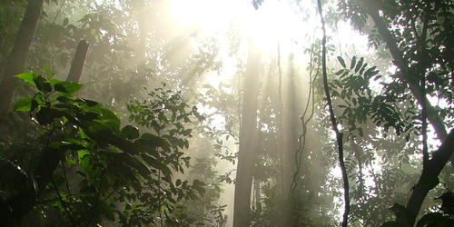 Ray of light beaming through the dense trees