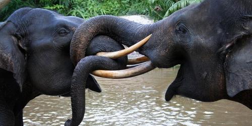 Two Sumatran elephant in Tesso Nilo National Park, Riau, Indonesia