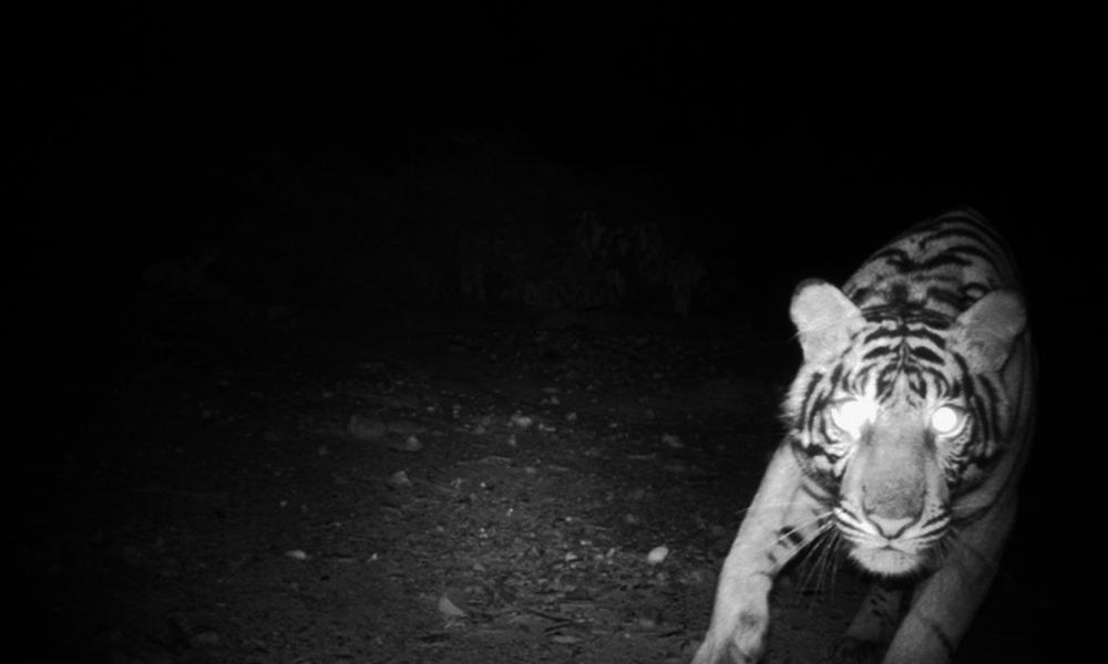 Female Sumatran tiger captured by camera trap