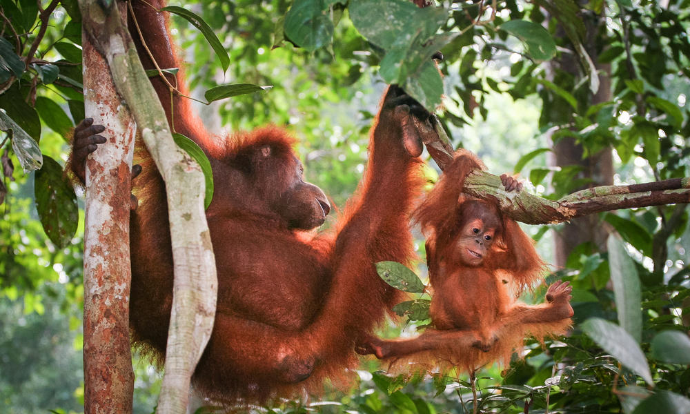 Endangered Species Threatened By Unsustainable Palm Oil Production Stories Wwf