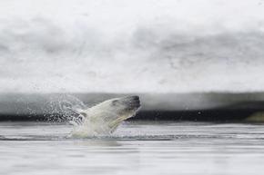 polar bear