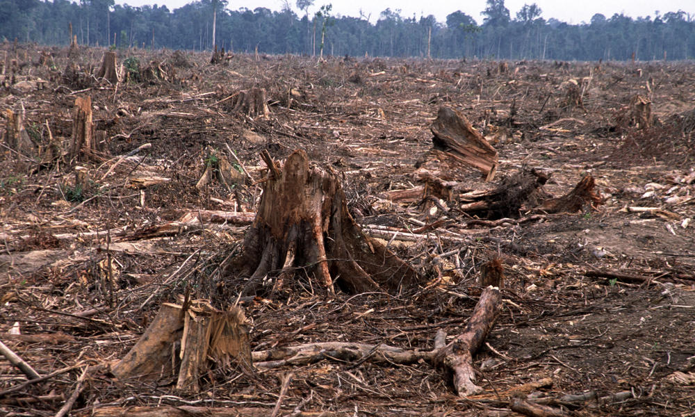 deforestation-causes-HI_104236.jpg?13455