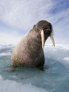 Walrus habitat on the edge | Magazine Articles | WWF