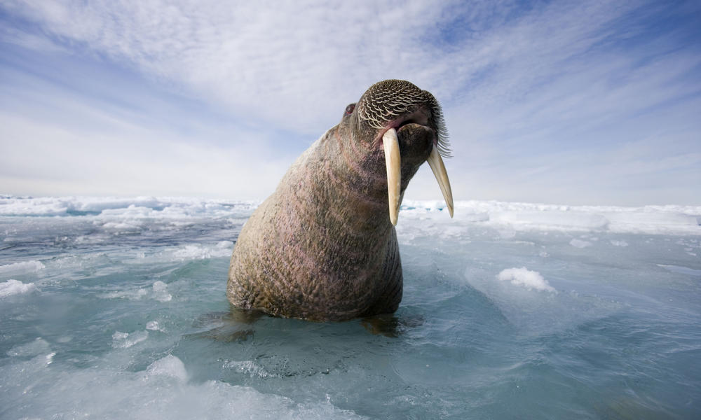 Walrus