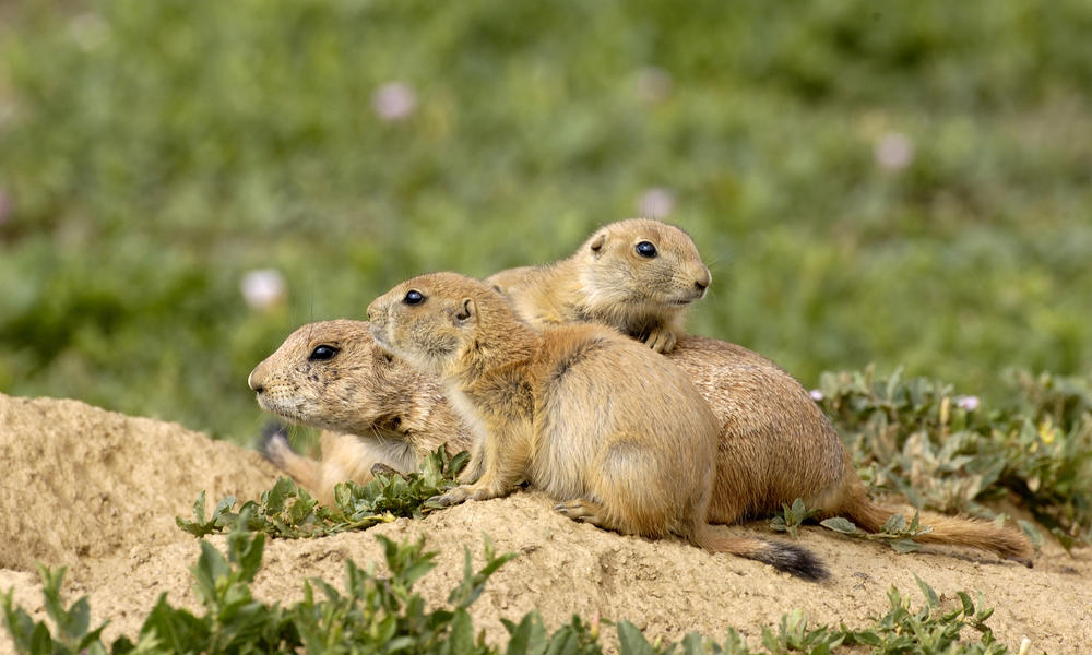 prairie dogs