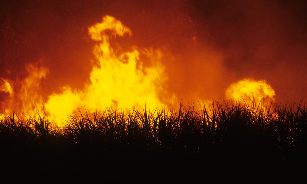 Forest fire