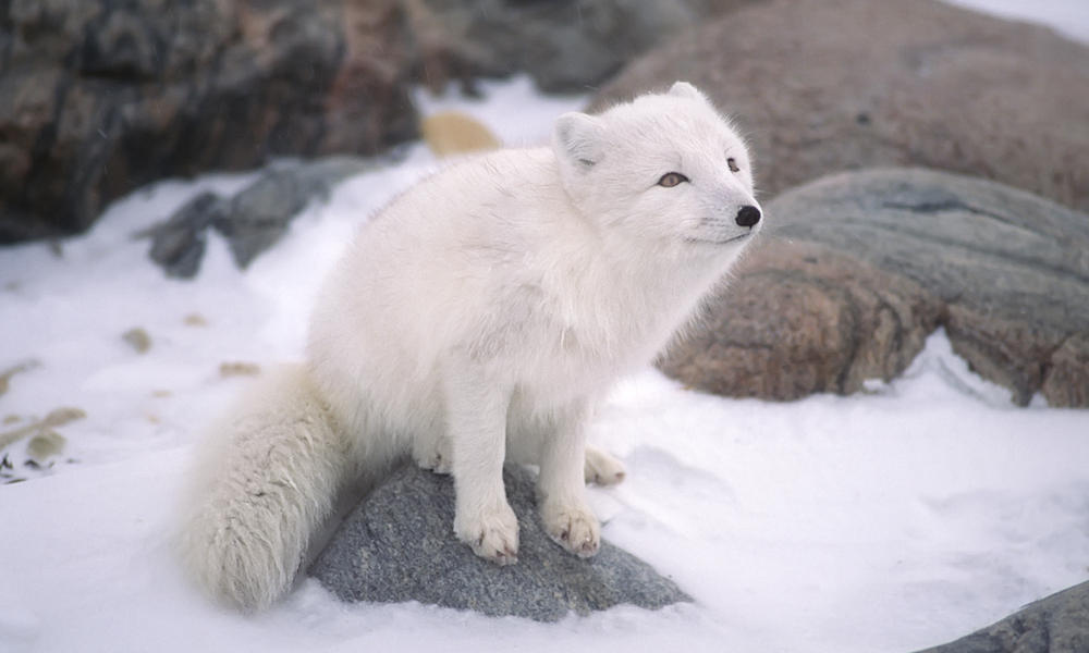 Arctic Fox_Wear It Wild_1_1_2015 Photos WWF
