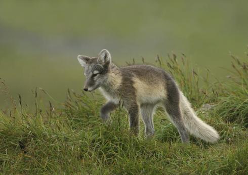 an arctic fox in the summer
