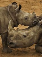 Pendants, Powder, and Pathways: A Rapid Assessment of Smuggling Routes and Techniques Used in the Illicit Trade in African Rhino Horn Brochure