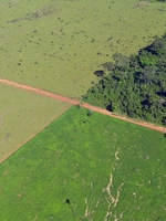 Living Forests Report Chapter 5: Saving Forests at Risk Brochure