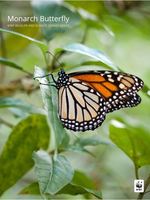 Monarch Butterfly: WWF and Climate Change Series Brochure