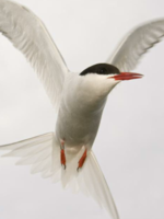 RACER: Rapid Assessment of Circum-Arctic Ecosystem Resilience Brochure