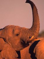 A Ban on Commercial Ivory Trade in China: A Feasibility Study Briefing Brochure