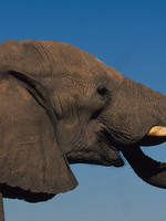 A Rapid Assessment of U.S. Physical Ivory Markets Brochure