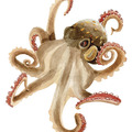 2 3 octopus