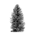 Icontree