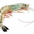 2 2 shrimp